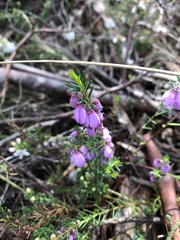 Tetratheca pilosa