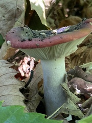 Russula emetica