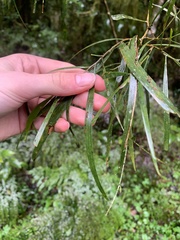 Acacia maidenii