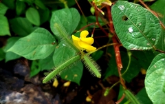 Vigna luteola
