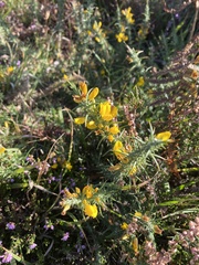 Ulex