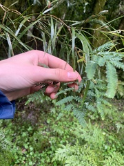 Acacia maidenii