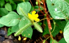 Vigna luteola