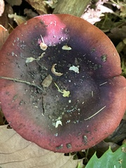 Russula emetica