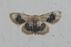 Idaea macrospila