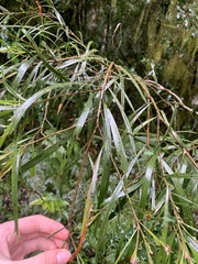 Acacia maidenii