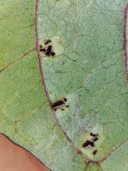 Puccinia convolvuli