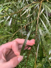 Acacia maidenii