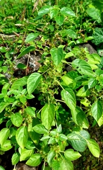 Acalypha indica