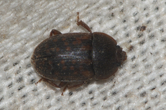 Nitidulidae