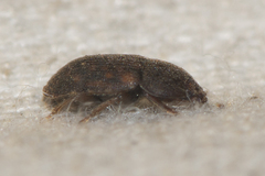 Nitidulidae