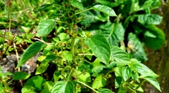 Acalypha indica
