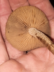 Agrocybe firma