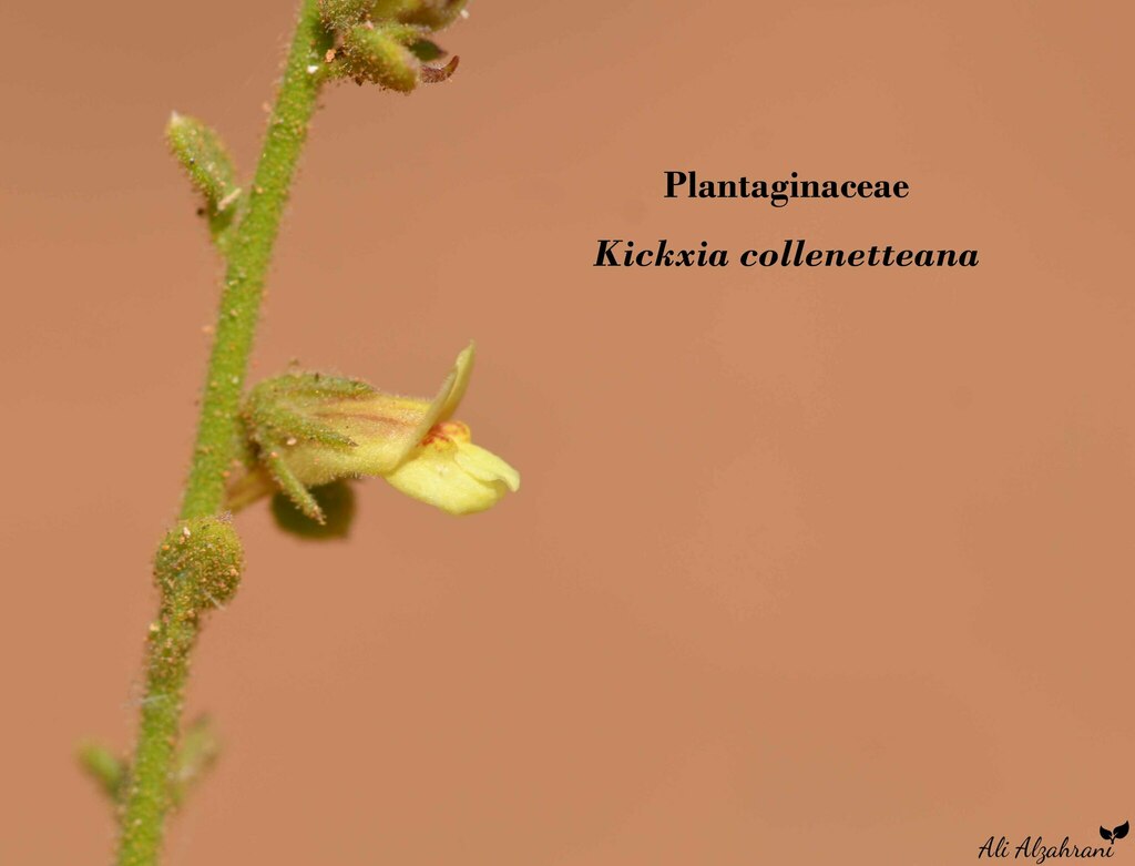 Kickxia collenetteana