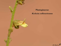 Kickxia collenetteana