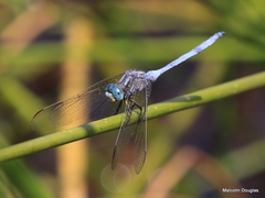 Orthetrum chrysostigma