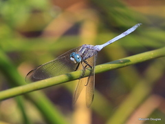 Orthetrum chrysostigma