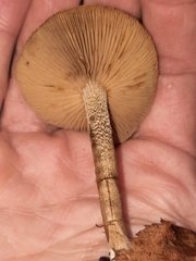 Agrocybe firma