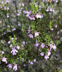 Westringia eremicola