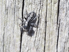 Ocrisiona leucocomis