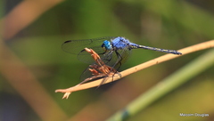 Trithemis stictica