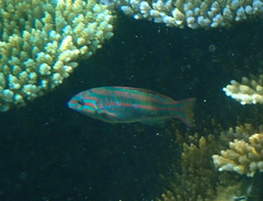 Thalassoma quinquevittatum