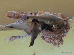 Ptyonoprogne fuligula