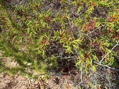 Cistus monspeliensis