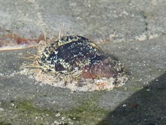 Mytilidae