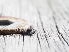 Ocrisiona leucocomis