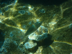 Lethrinidae