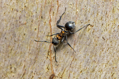Polyrhachis ornata