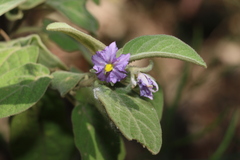 Solanum nemophilum