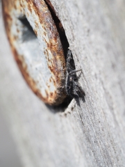 Ocrisiona leucocomis