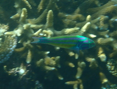 Thalassoma quinquevittatum