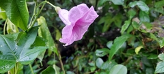 Ipomoea mauritiana