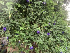 Clitoria ternatea