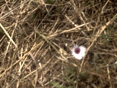 Gerbera viridifolia