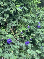 Clitoria ternatea