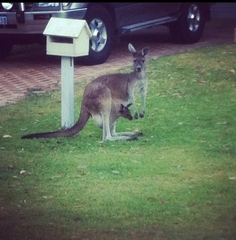 Macropus fuliginosus