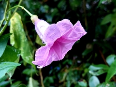 Ipomoea mauritiana