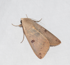 Ophiusa disjungens