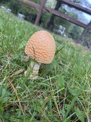 Amanita