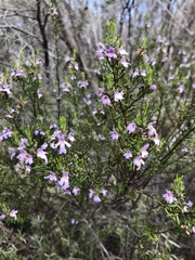 Westringia eremicola