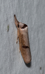 Pilostibes stigmatias