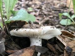 Russula delica