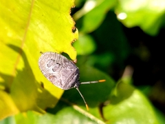 Hemiptera