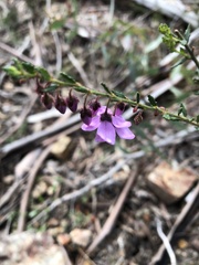 Tetratheca labillardierei