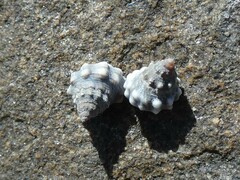 Nodilittorina pyramidalis