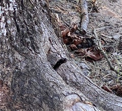 Masticophis flagellum flagellum